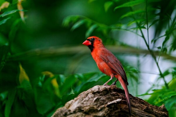 Entre el follaje en una rama se encuentra un pájaro rojo