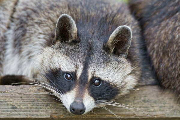 Raccoon polosun photo close