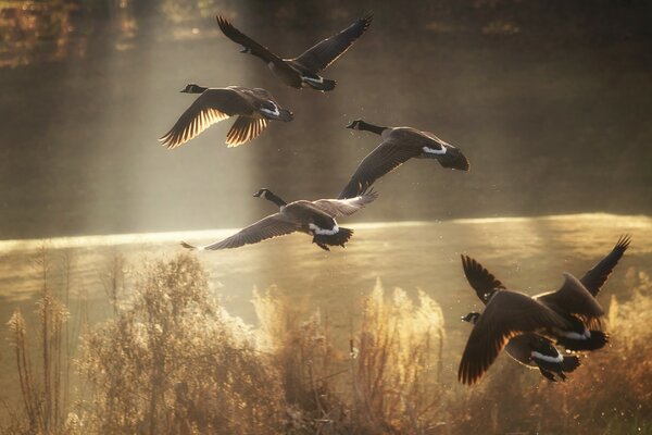 Wildenten fliegen über den Herbstsee