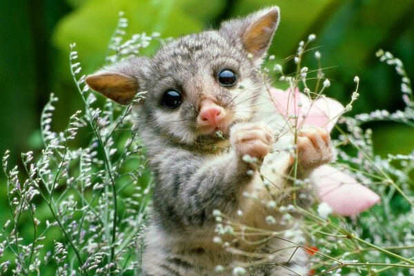 Le petit opossum joue dans l herbe