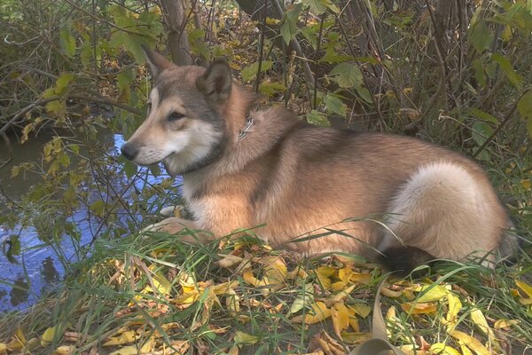 A dog is lying on the leaves in the forest