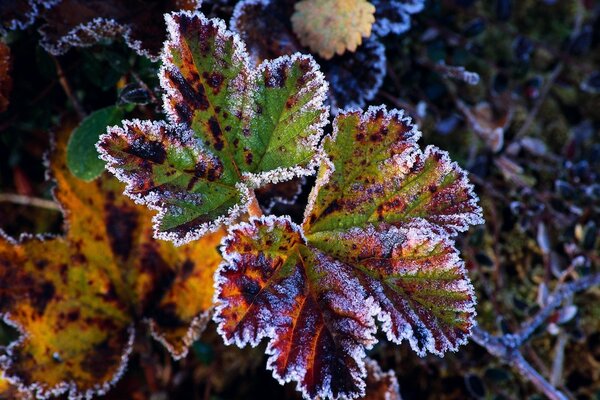 Naturaleza de la mañana a finales de otoño