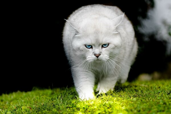 Verärgerte flauschige Katze auf dem Rasen