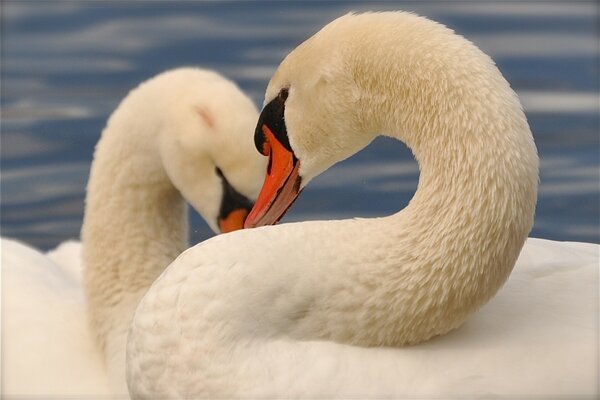 White swans couple swim