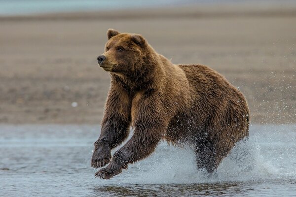 Un oso Pardo se baña en un lago