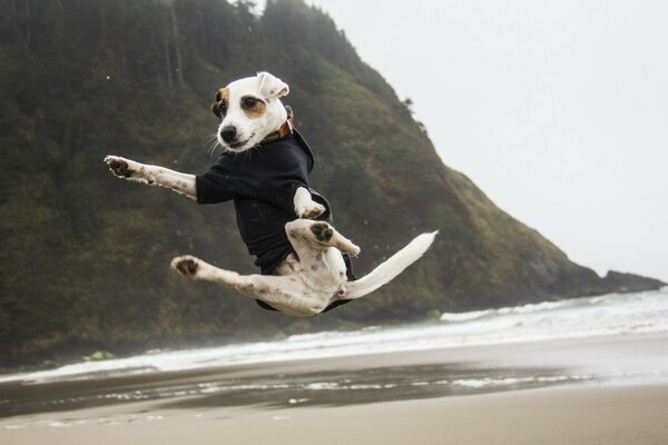 Salto di Jack Russell sulla spiaggia