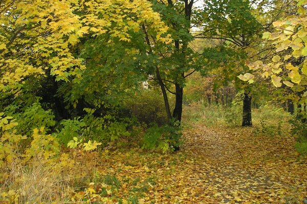 Late autumn leaves in the park