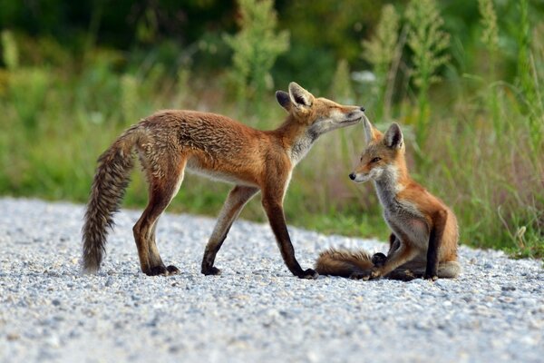 Deux petits renards sur la route