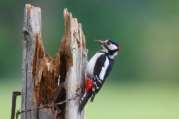 A woodpecker-orderly is sitting on the fence