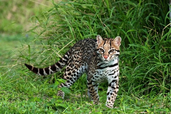 Carta da parati gatto Ocelot nell erba