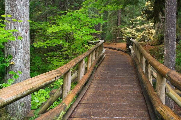 Sentiero tra gli alberi. Ponte nella foresta