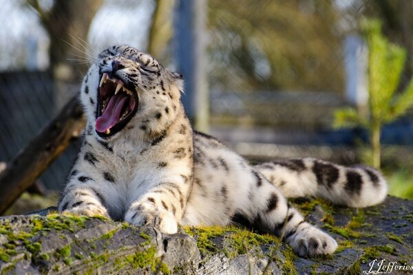 A fluffy leopard grinned at a tree