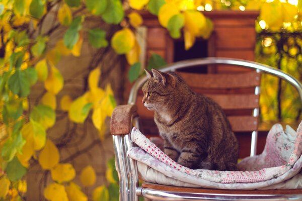 A ginger cat on a chair surrounded by yellow leaves