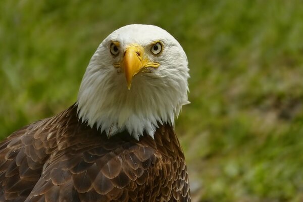 Grand oiseau au bec jaune