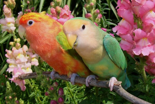 A couple of lovebirds surrounded by flowers