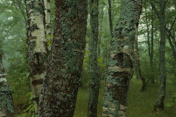 Arbres bouleau herbe forêt