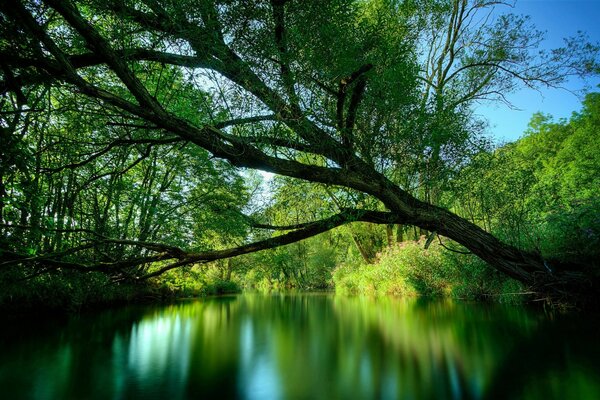 A quiet river in a green forest