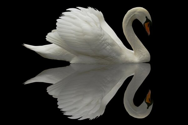 Reflejo de un cisne blanco en un espejo negro