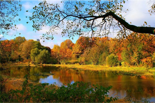 Albero sopra il fiume nella foresta autunnale