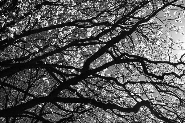 A beautiful black and white branch or its reflection