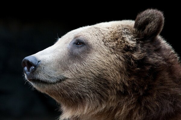 Brown bear in profile on a dark background