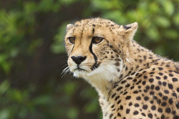 Portrait d un chat Guépard sauvage