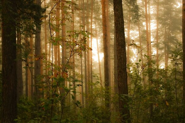 Bosque soleado de verano al amanecer