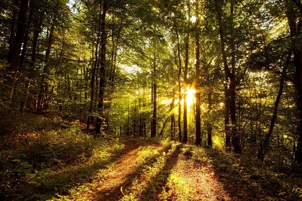 Raggi di luce che irrompono attraverso gli alberi nella foresta