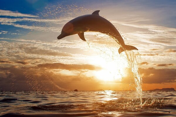 A dolphin jumps at sunset