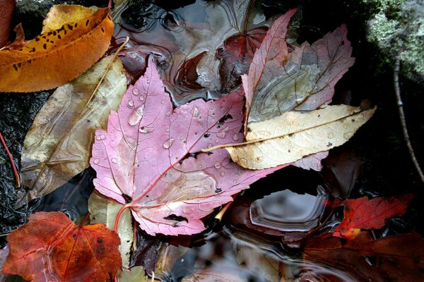 Fallen leaves in a puddle. Autumn