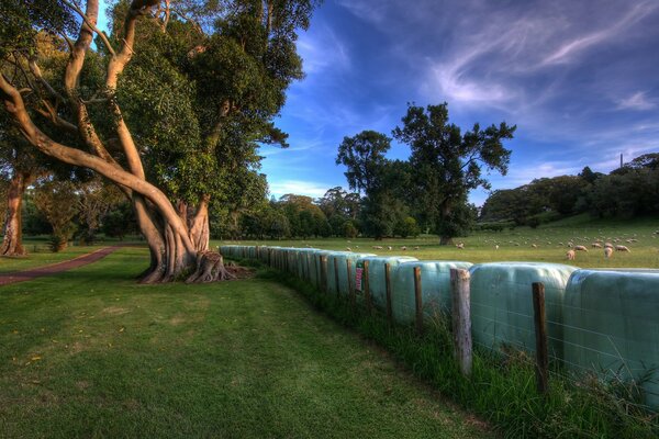 Image of trees in the shower near the fence