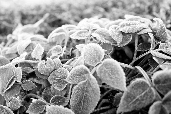 Schwarz-weiße Blätter im weißen Frost