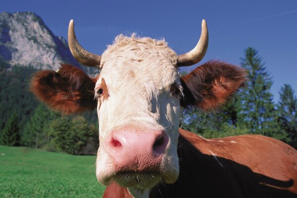 Vaca pastando en un Prado salvaje