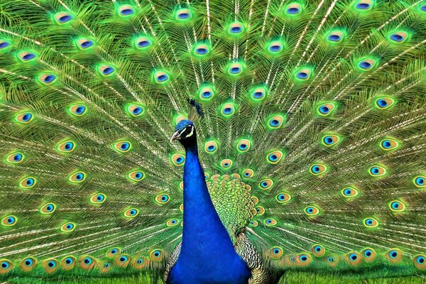 Peacock with a gorgeous tail