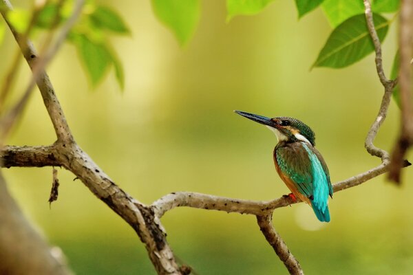 Martin-pêcheur émeraude sur une branche avec des feuilles vertes