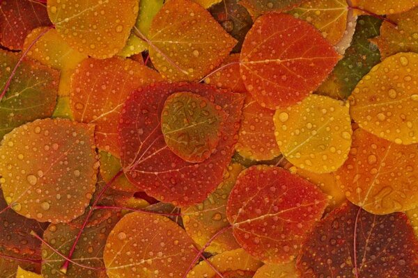 Feuilles d automne tombées multicolores après la pluie