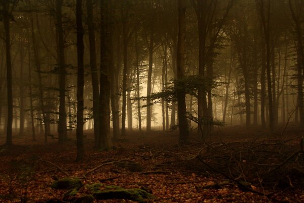 Herbstwald. Nebel und Sonnenuntergang