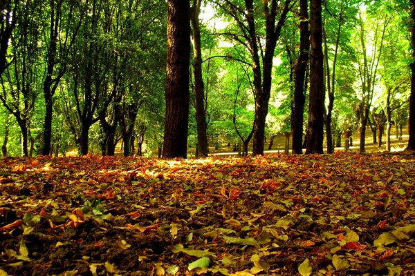 Hojas caídas en el bosque de otoño