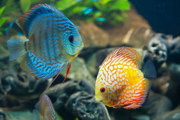 Peces de colores en el océano