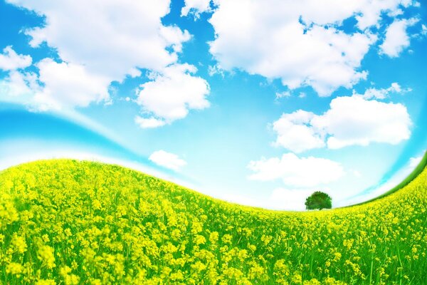 Yellow field with green juicy grass