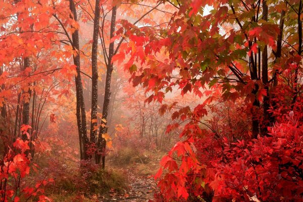 Hojas rojas en los árboles en el bosque