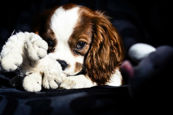 Spaniel hugged his favorite toy