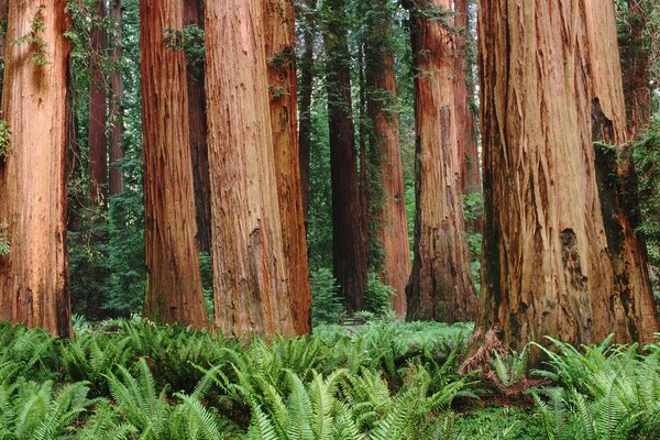 Belleza del bosque, árboles, helecho