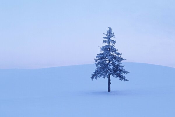 Árbol solitario en un claro cubierto de nieve