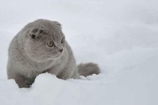 Lindo gato en la nieve