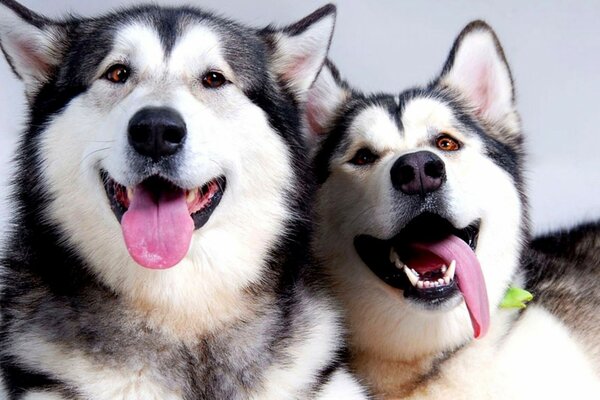 Two malamutes with pink tongues