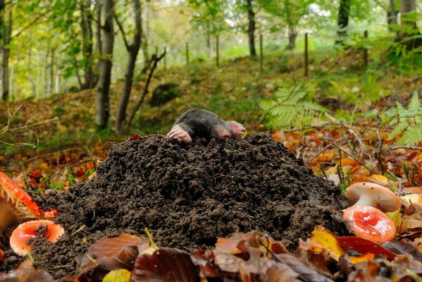 The mole came out into the light in the forest