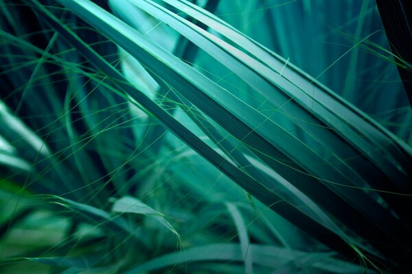 Green leaves on the damp ground