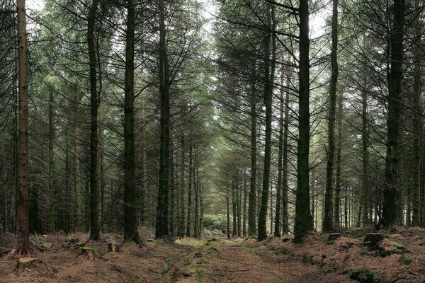 Forêt de conifères pour la chasse tranquille