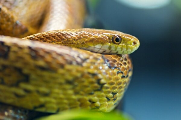 Beautiful snake with brown eyes